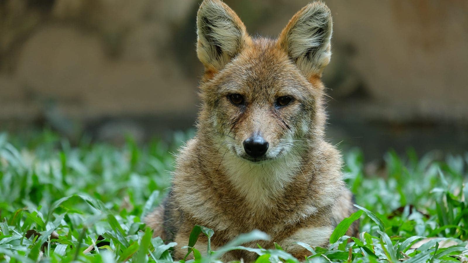jackal. mazikab via 123rf