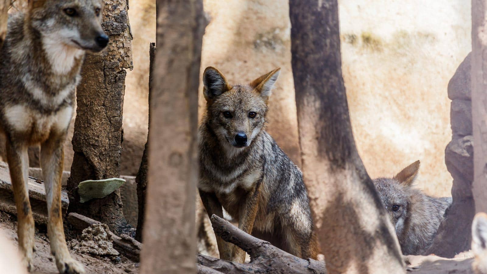 jackal. sanpoms via 123rf