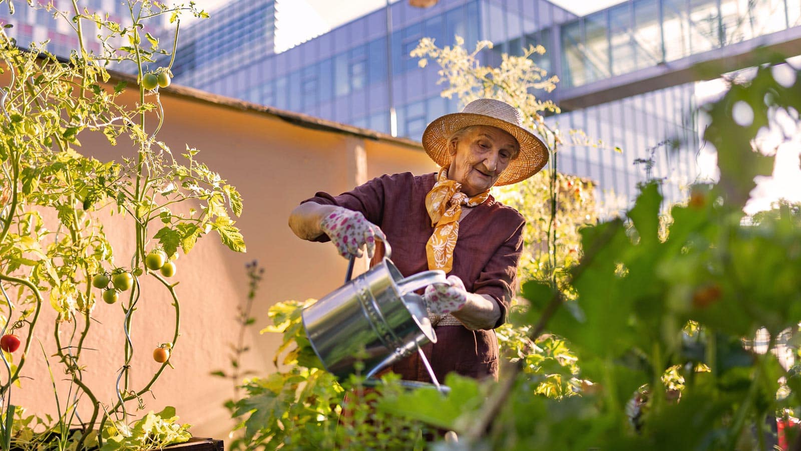 senior raised bed gardening. halfpoint via 123rf