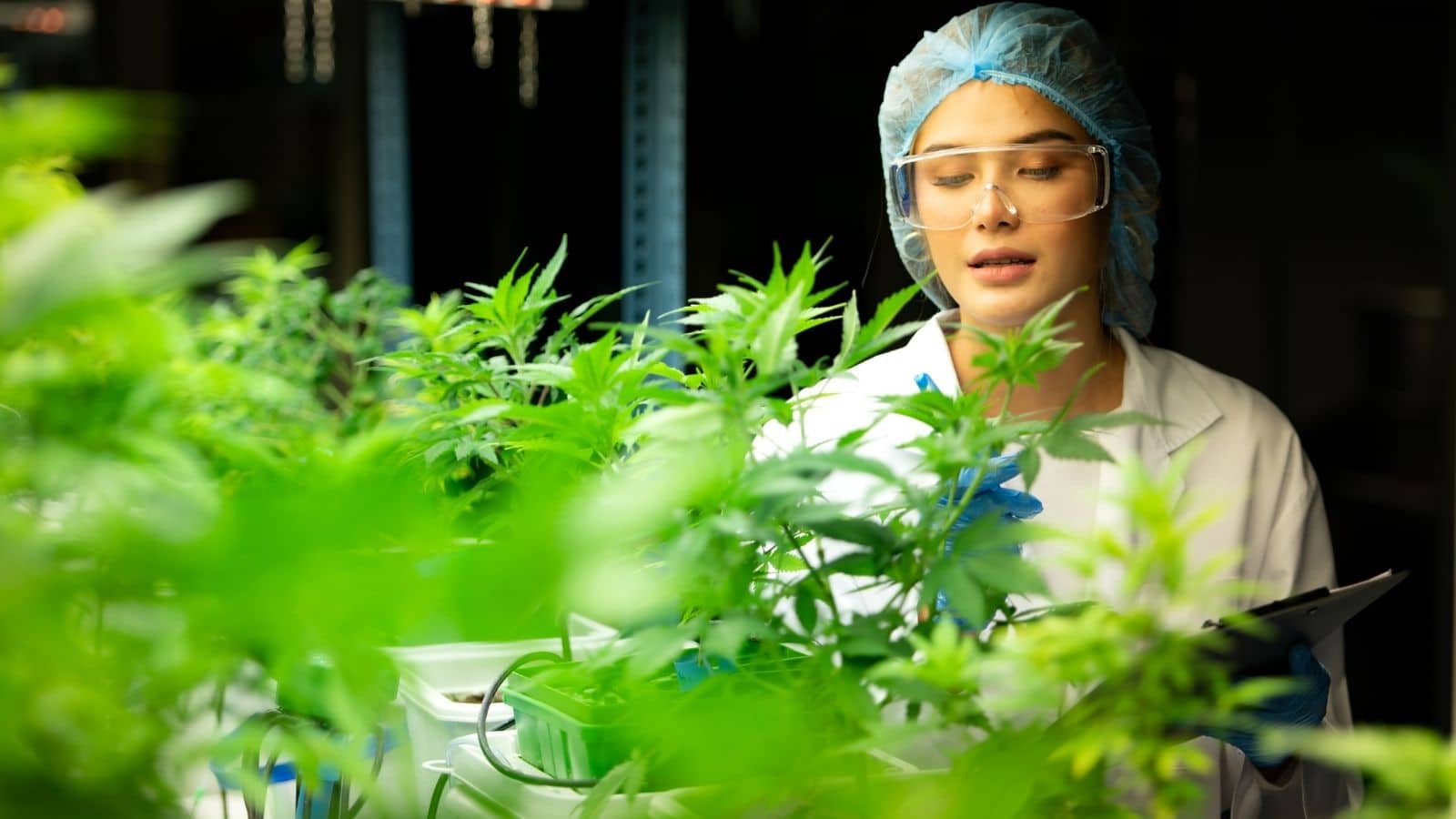 - cannabis marijuana