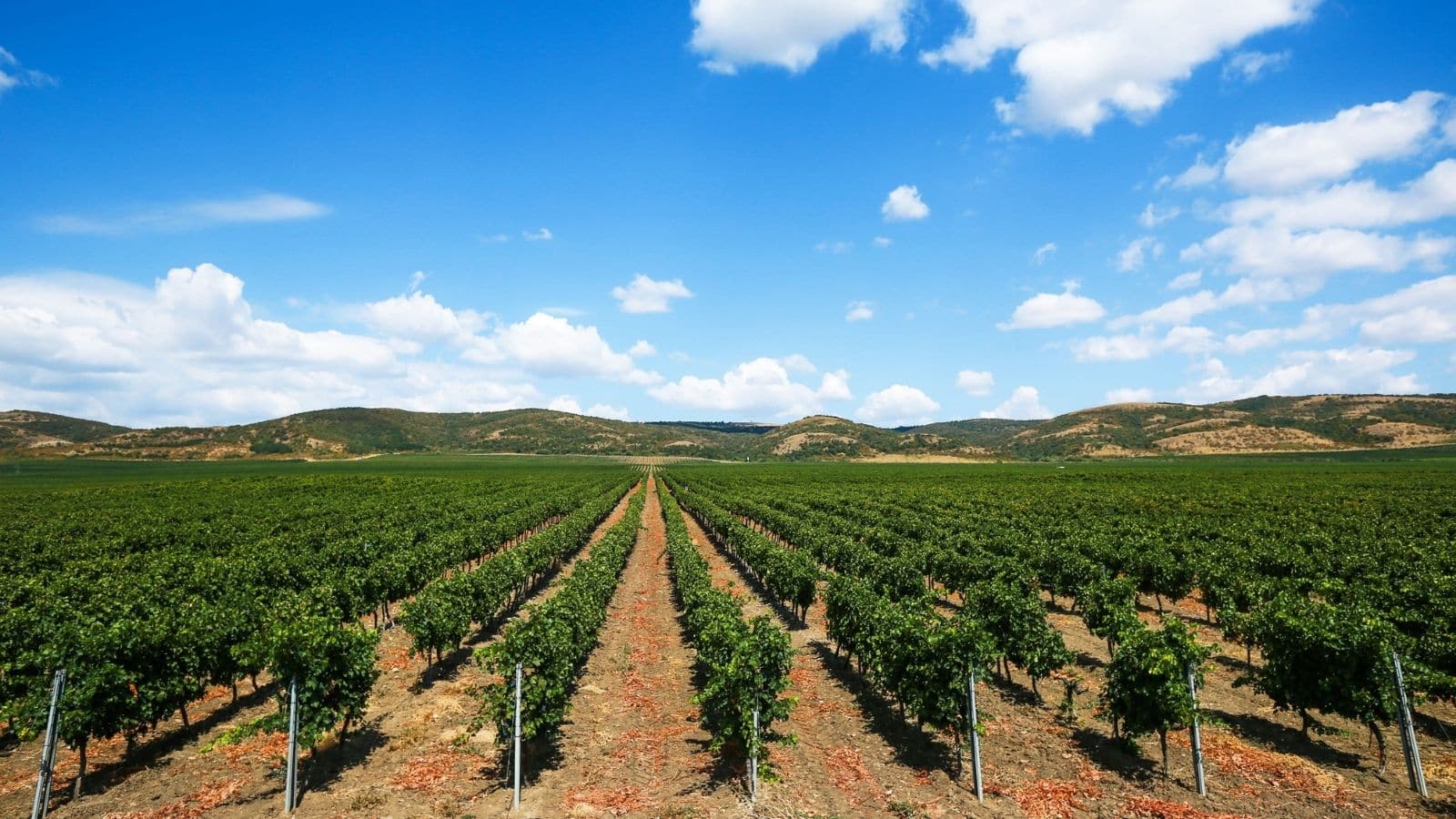 vineyard