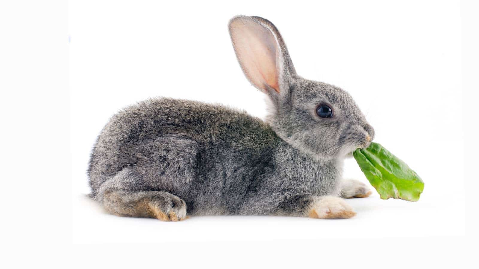 Gray rabbit sitting eating green lettuce vegetable isolated on white