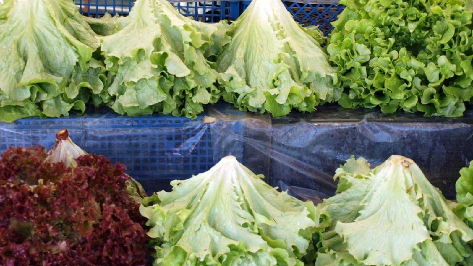 Lettuce
