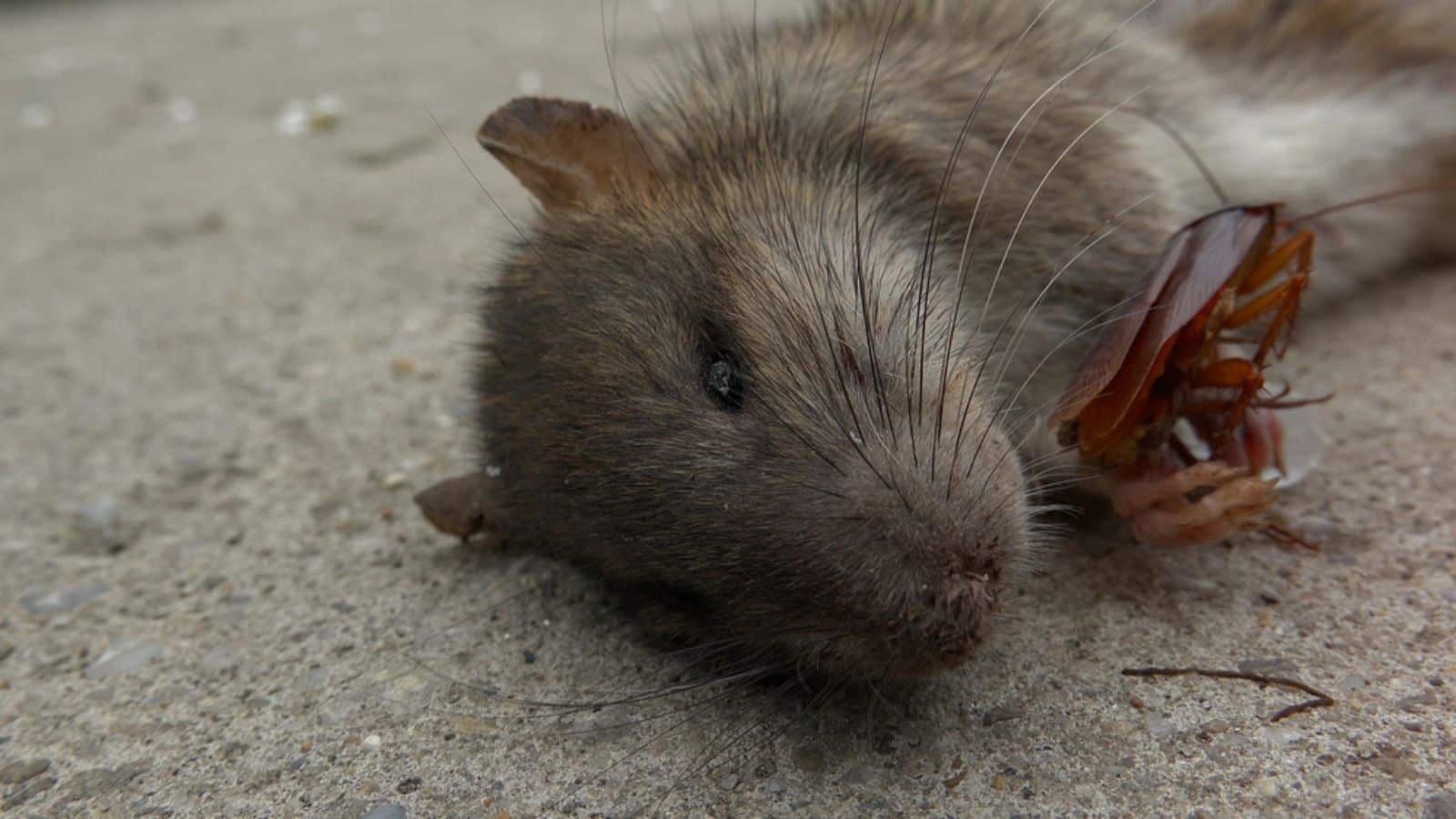 Rodent and cockroach