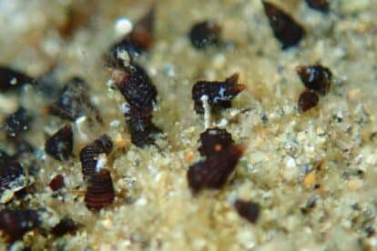Sea snails or mud snails (Cerithidea sp.) close-up