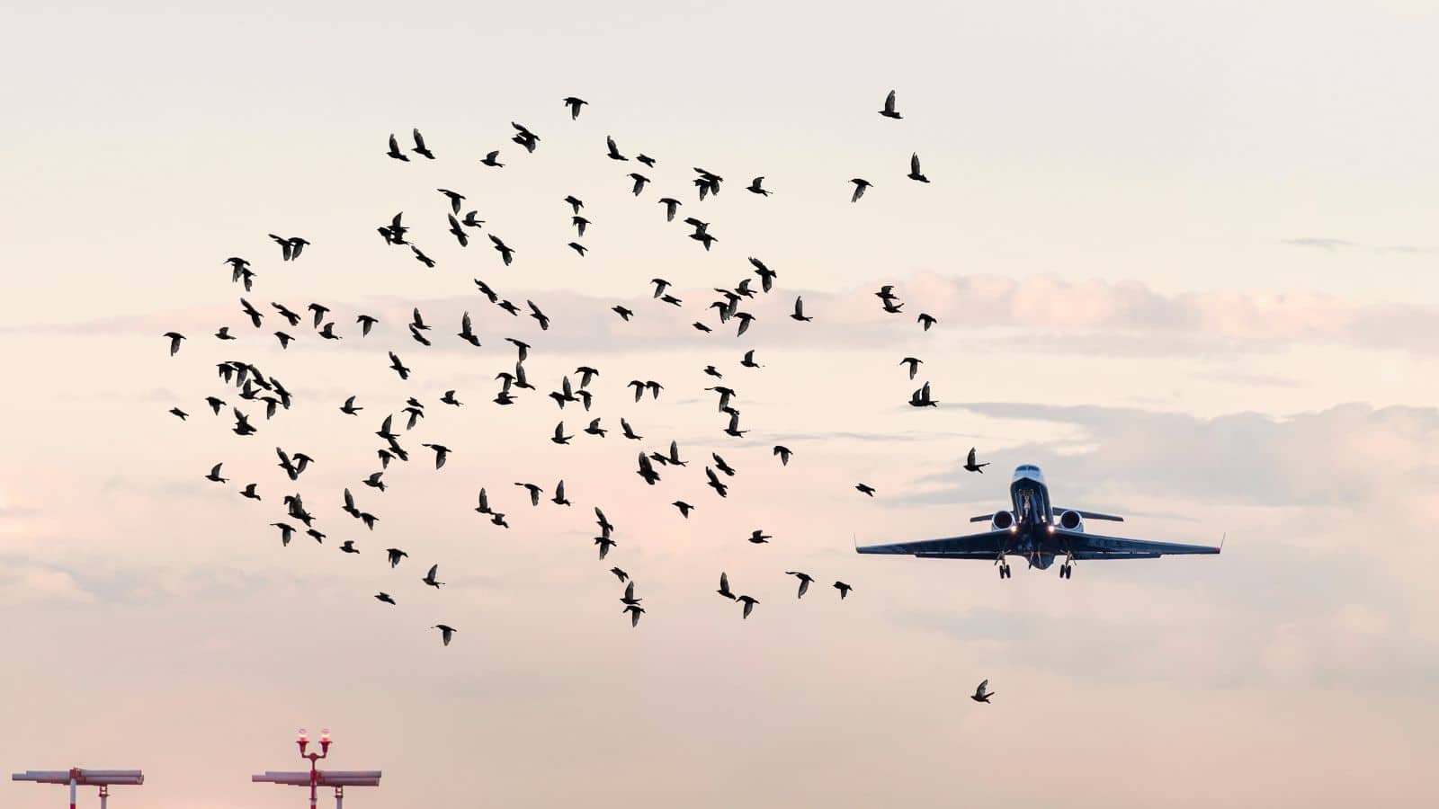 Flock of birds in front of a plane