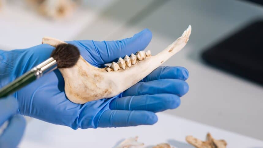 a human jawbone