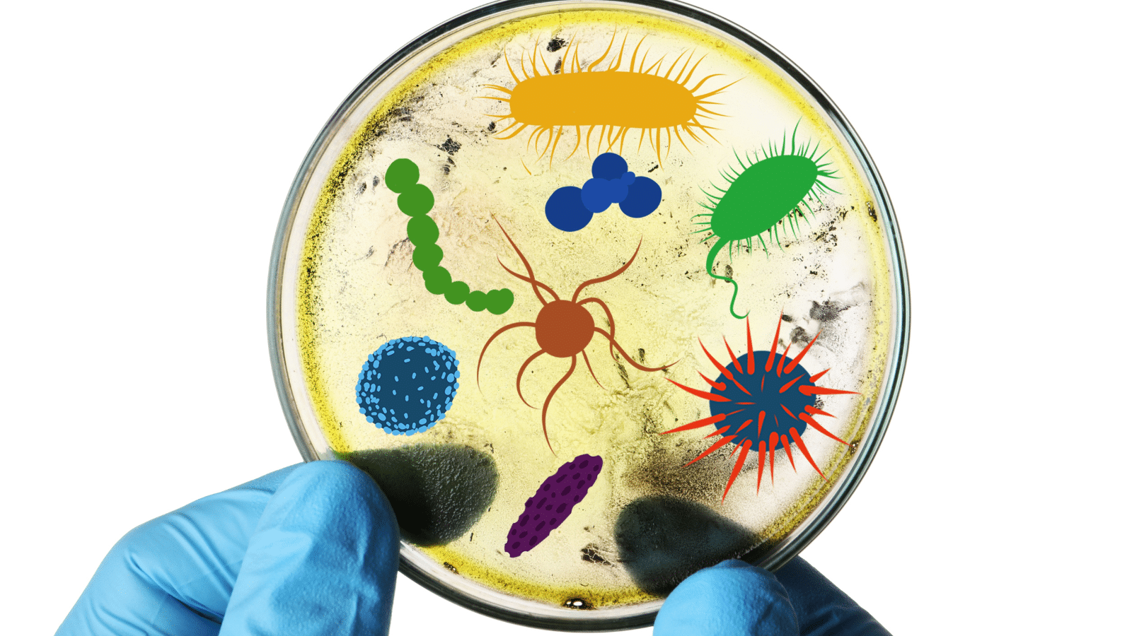 Fifteen people swallowed capsules containing donated microbes