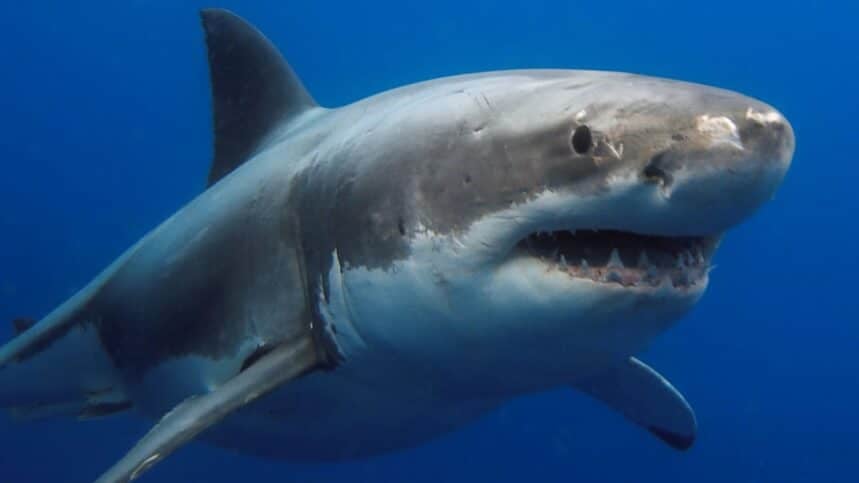 Great White Shark