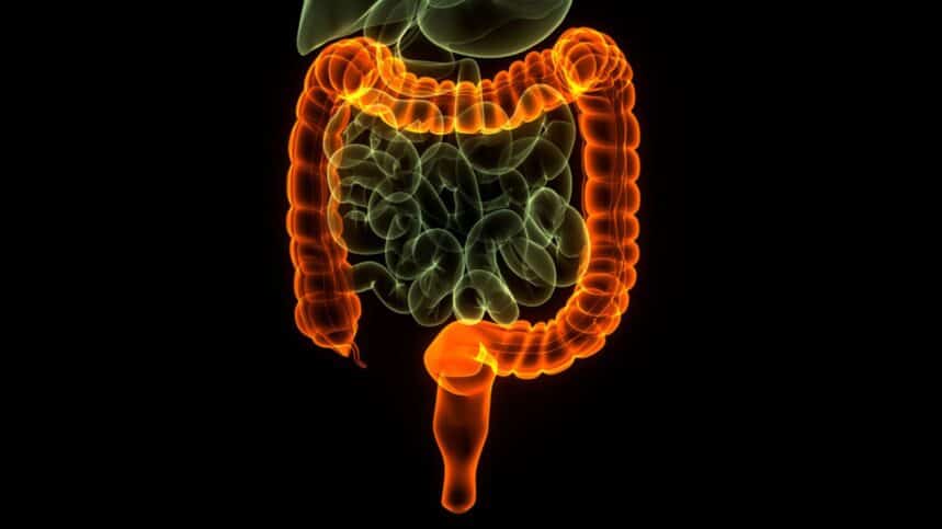 Human Digestive System Stomach Anatomy