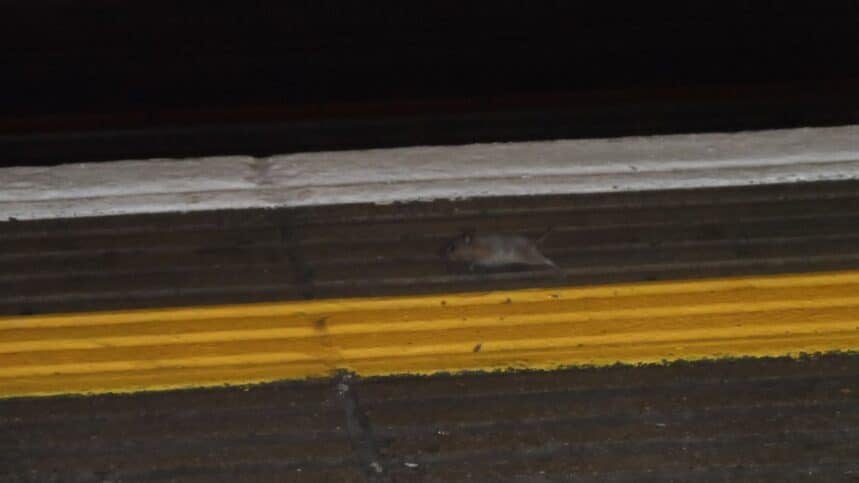 Mouse on a London Underground tube station platform