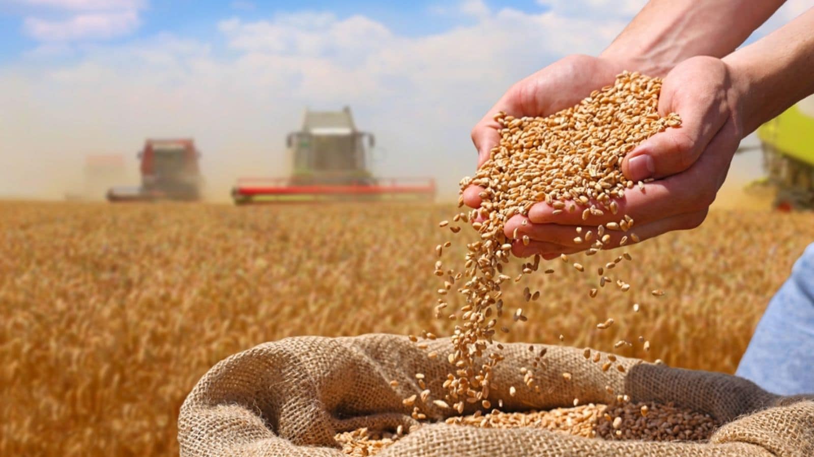 Wheat grain in hands