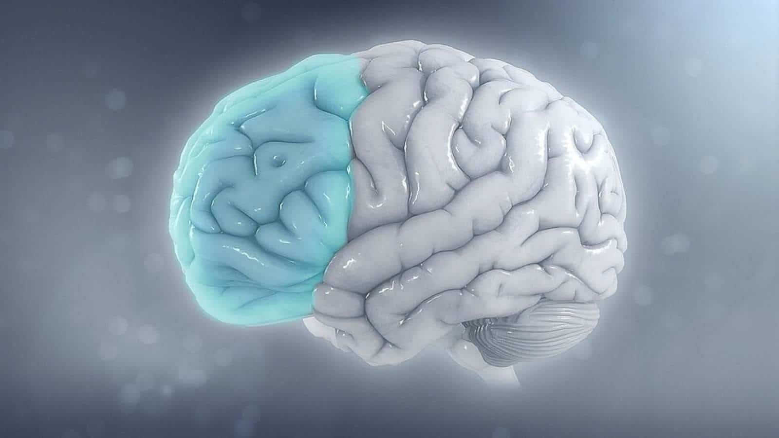 Brain