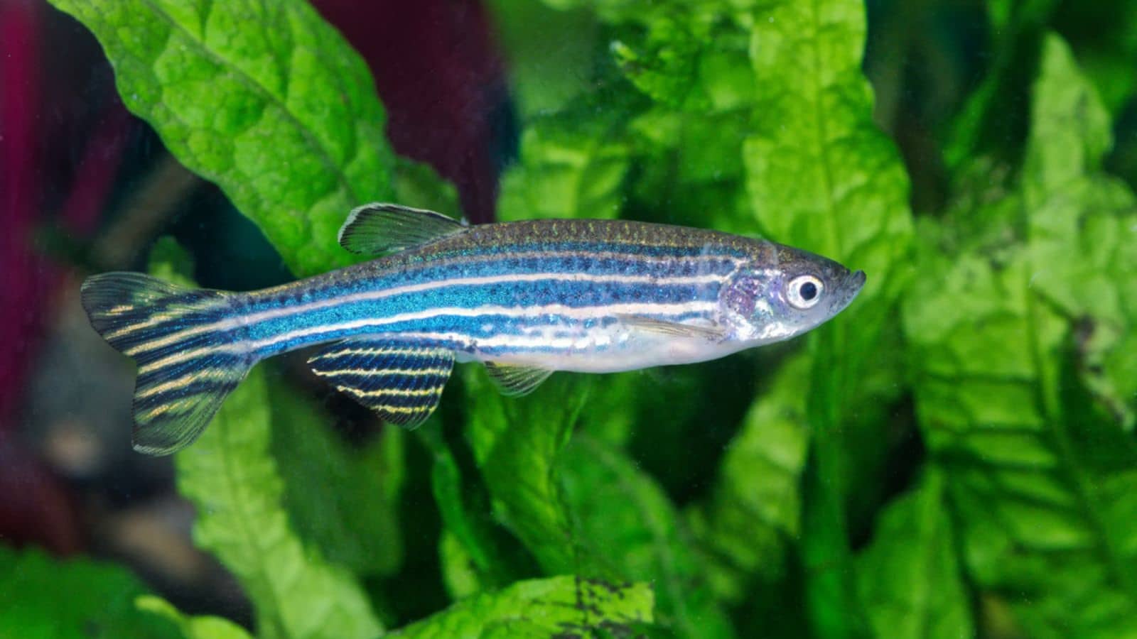 Zebrafish
