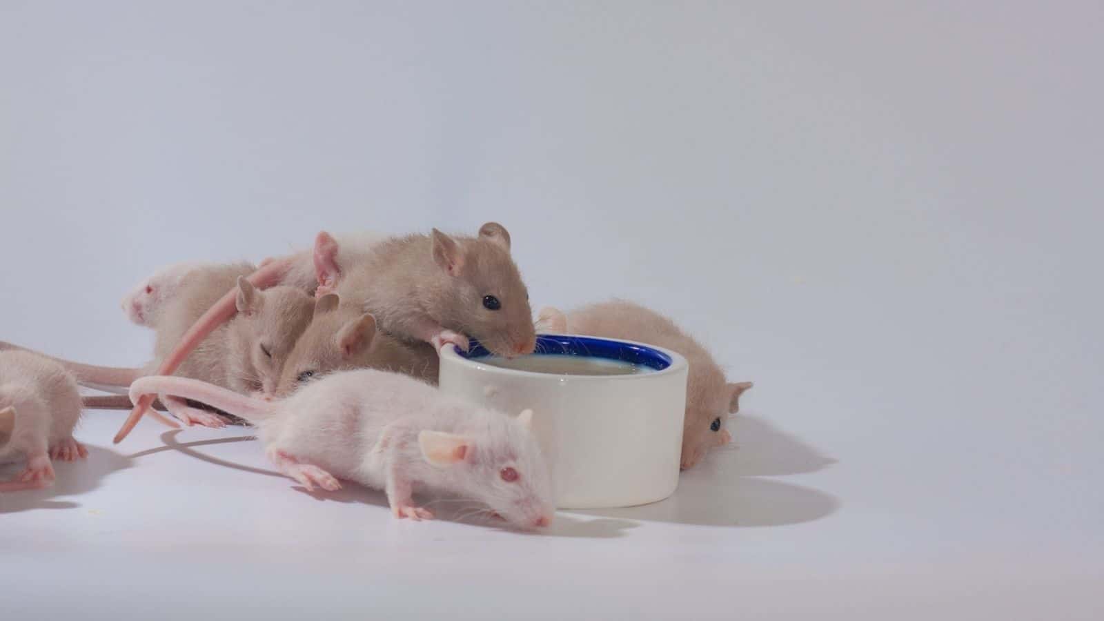 Small mice drink milk from a bowl. Many rats eat from one plate. Decorative rodents closeup.