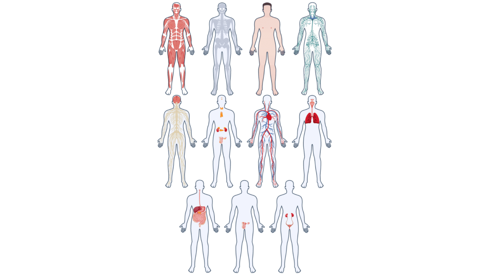 The Human Body