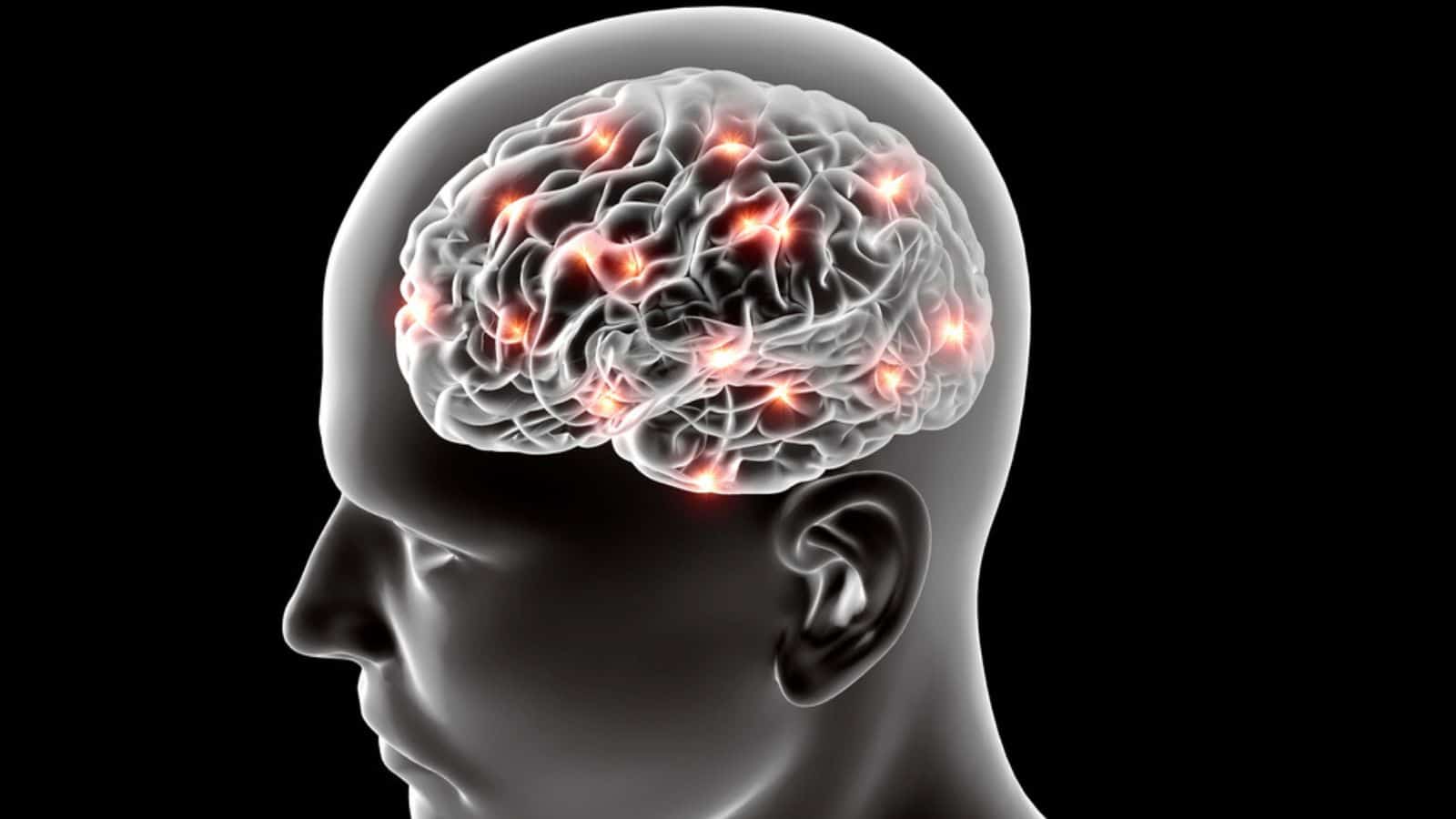 Human anatomy of brain neurons