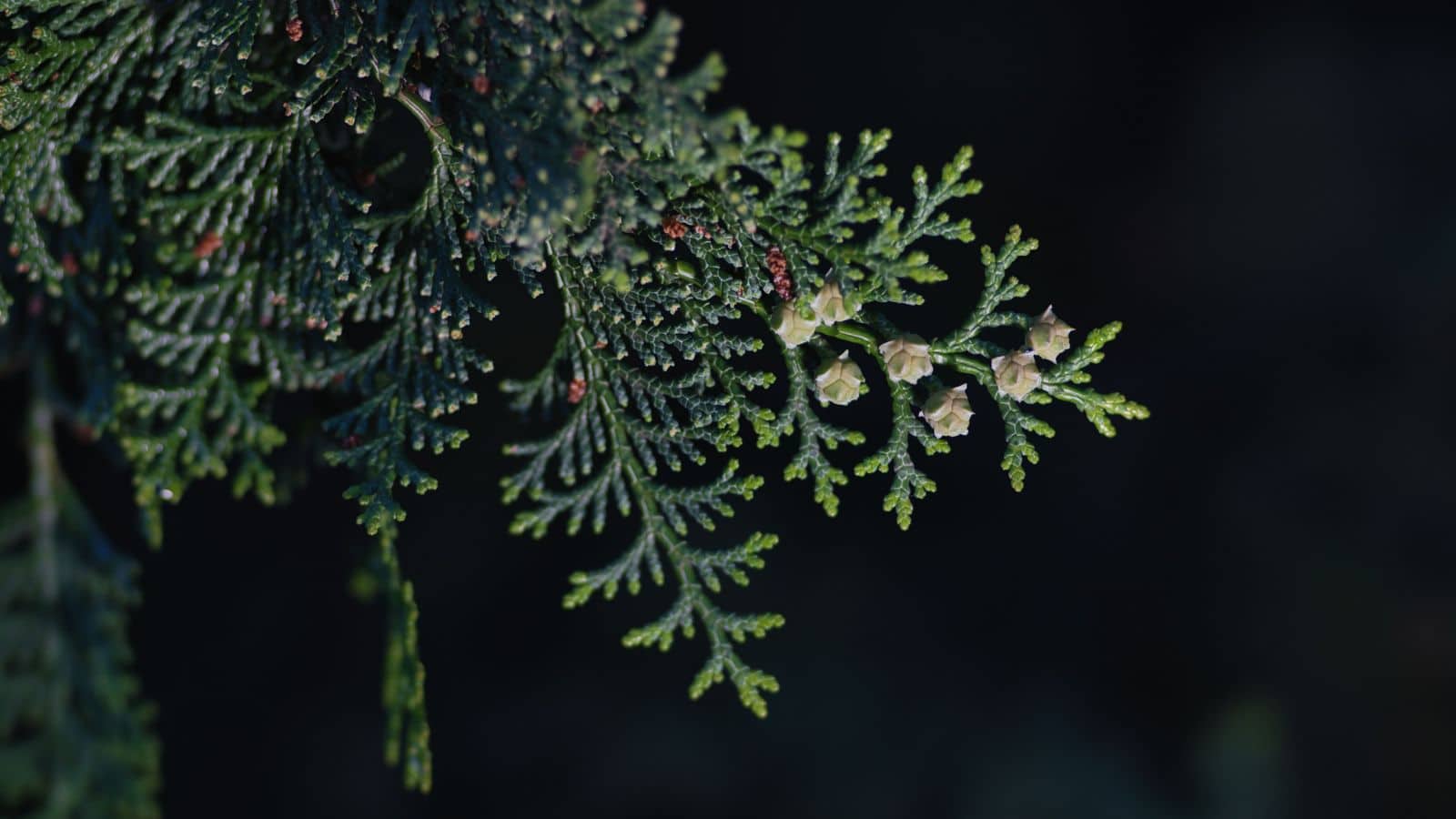 Japanese cypress or Hinoki