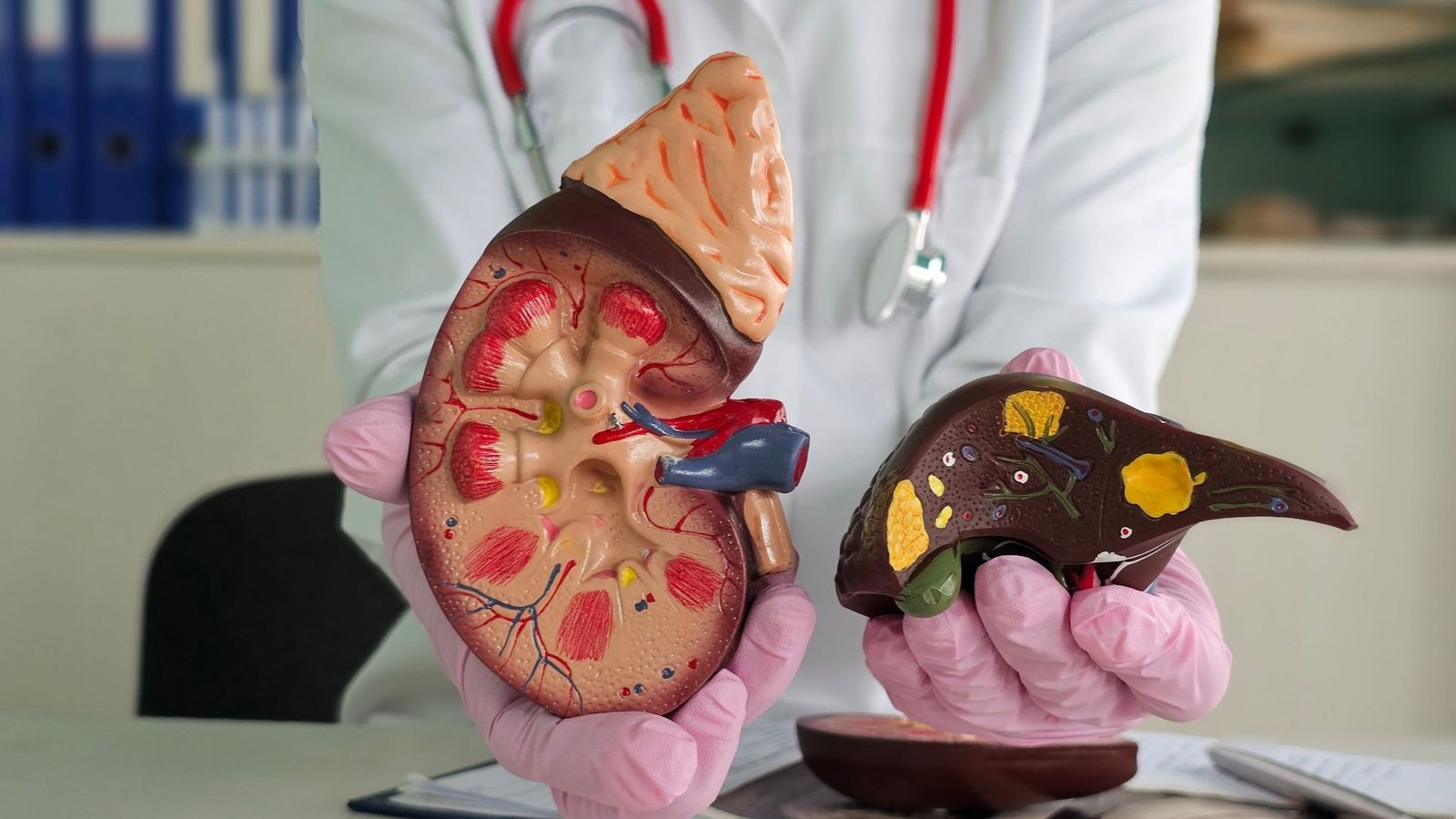 kidney and liver models